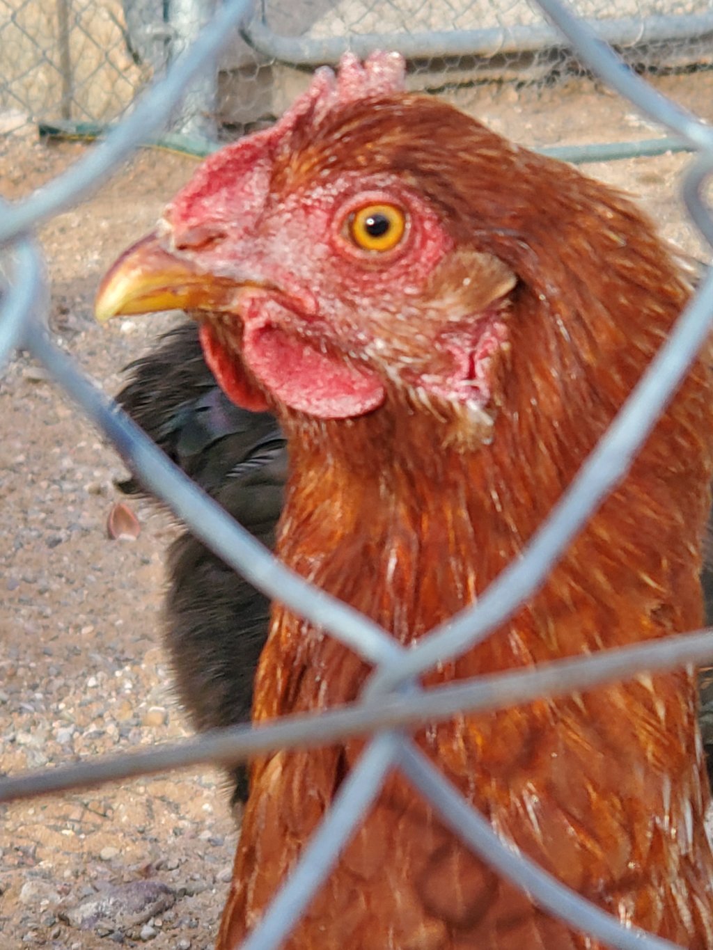 The Sky is Falling – a new musical – Part 1