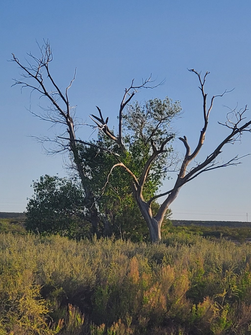 Pondering and Wandering