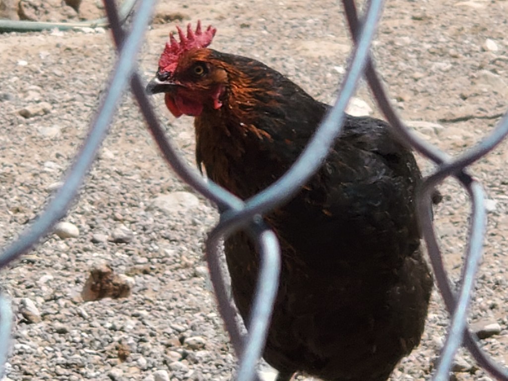 Sharing Songs on a Sunny Monday – “The Sky is Falling” Part 7