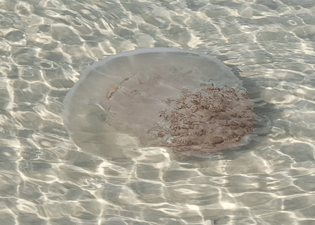 Jellyfish on Pensacola beach