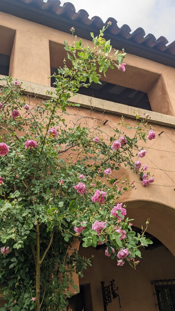 Hacienda garden, Fountain Valley School. Tall rosebush with pink blossoms. Adobe building with Spanish style tile roof.