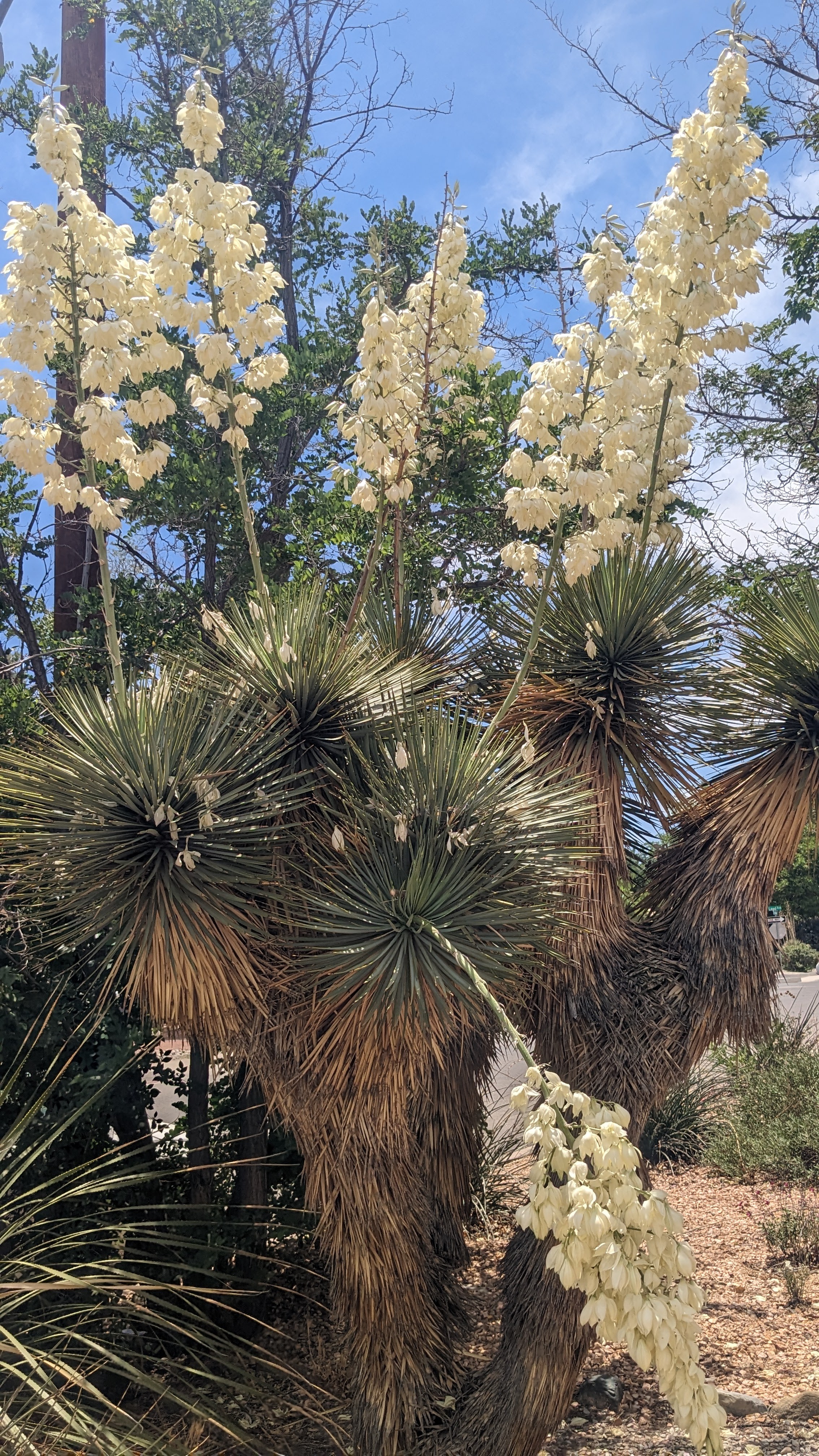 Flowering desert plant - spiky green fronds with stalks of white, fragile flowers.
