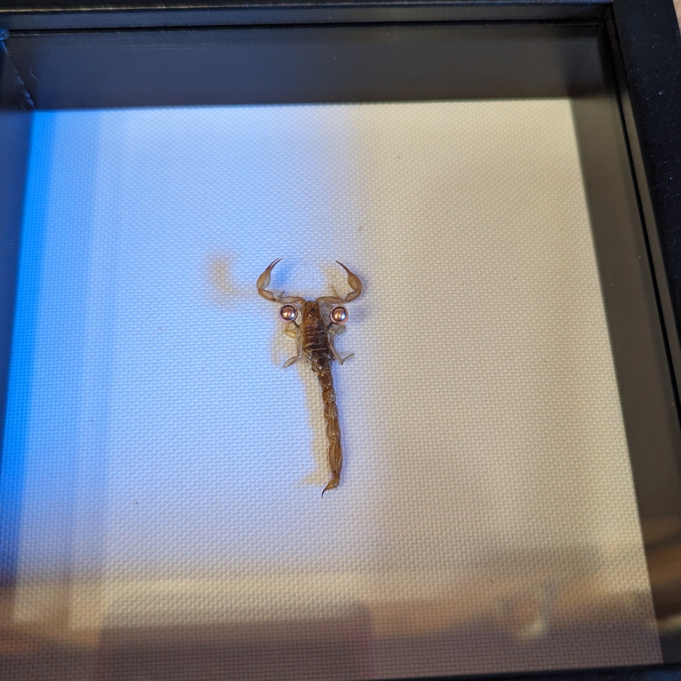 scorpion mounted in a frame