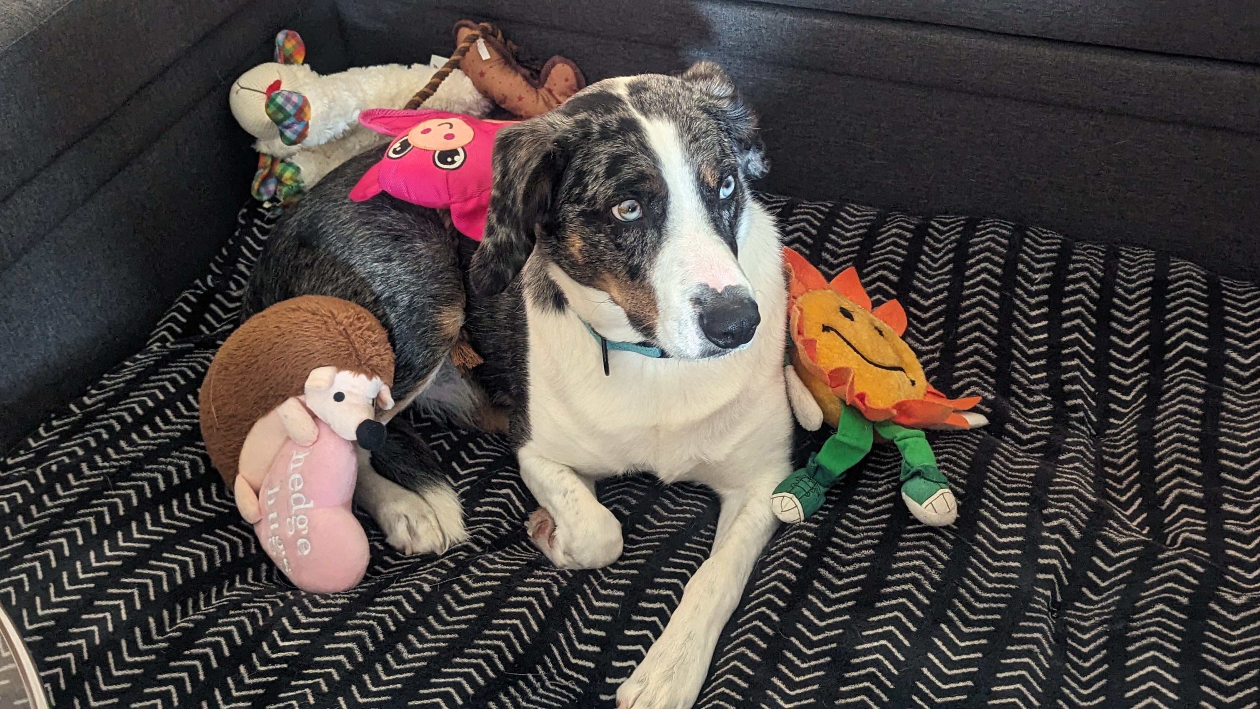 Blue, the Catahoula dog, lying on a black and white pillow, surrounded by his toys.